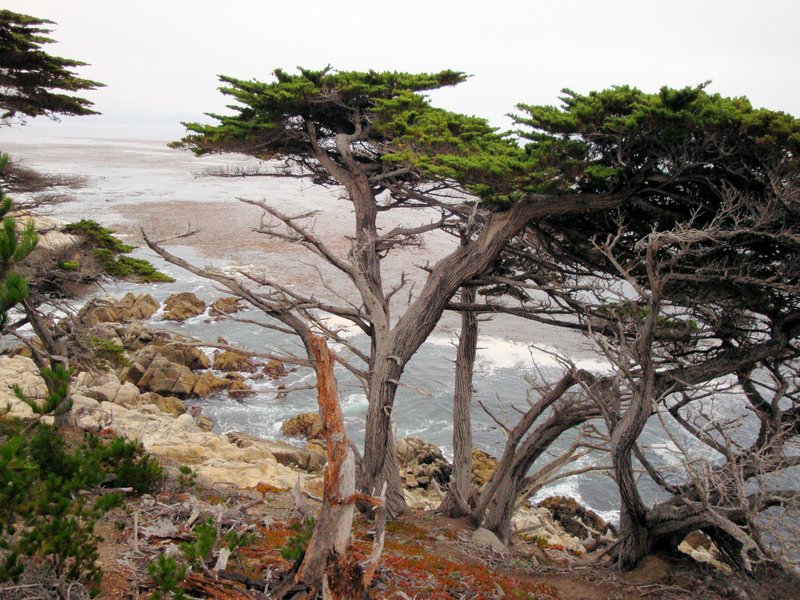 Lone Cypress on 17-Mile Drive