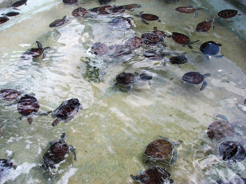 Green sea turtles at Cayman Turtle Centre, West Bay
