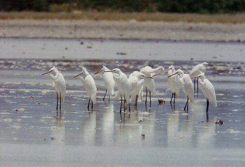 Olango Island mangroves