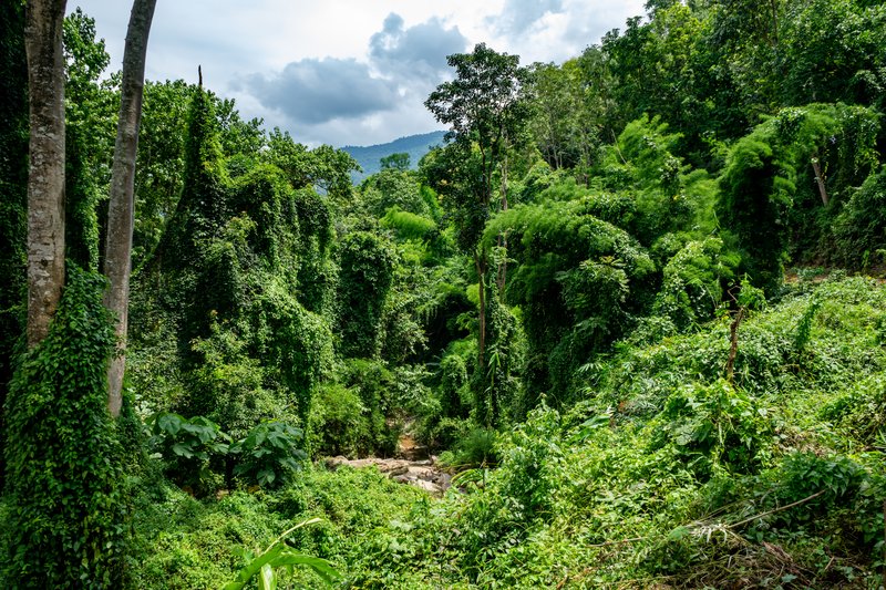 Elephant Nature Park Chiang Mai