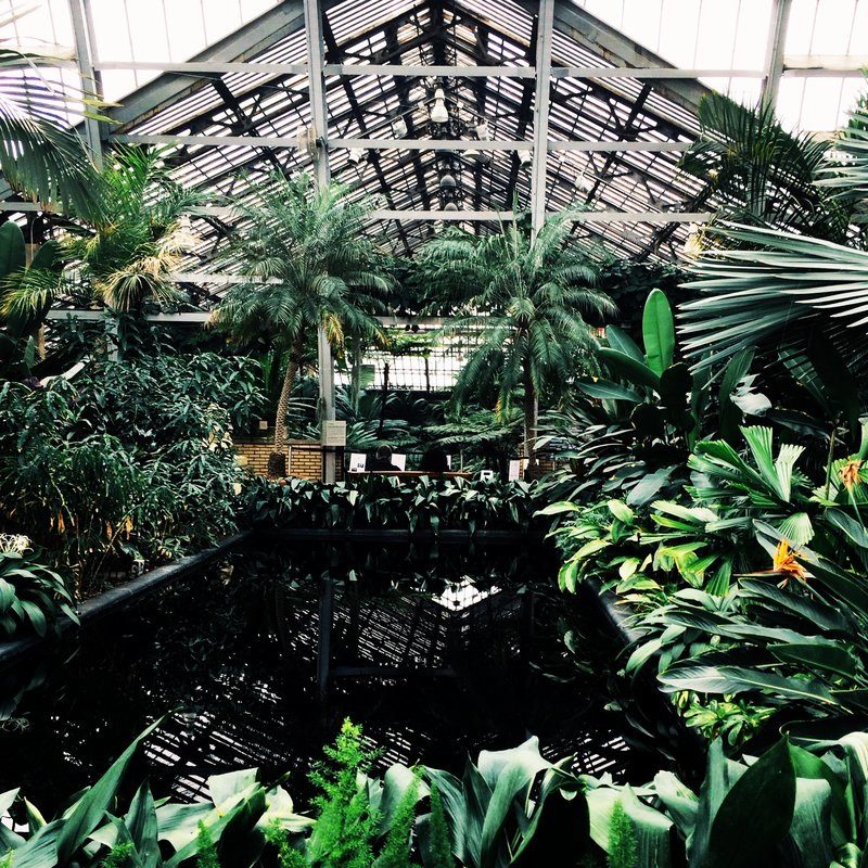 Palm House interior, Garfield Park Conservatory, Chicago