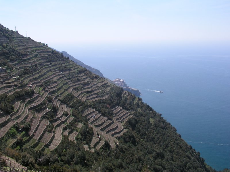 Volastra vineyards