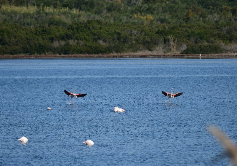 Lake Korission flamingos