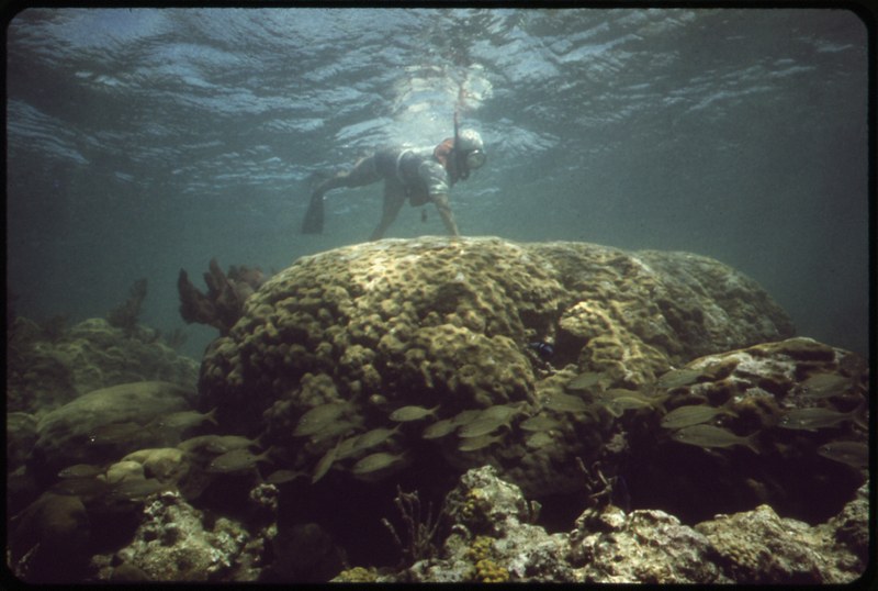 Snorkeling at John Pennekamp Coral Reef State Park Key Largo