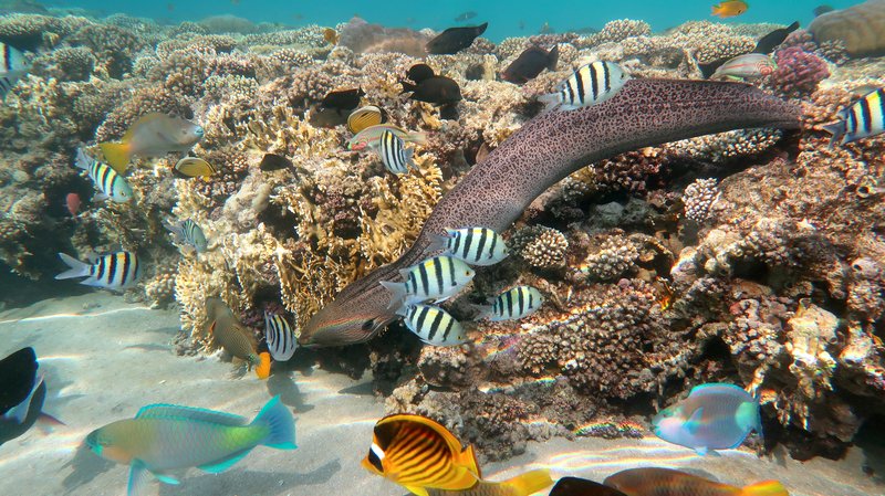 Red Sea Snorkeling Reef