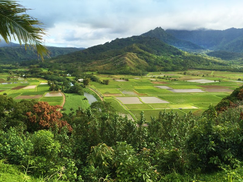 Hanalei Valley taro paddies from the lookout, Kauai