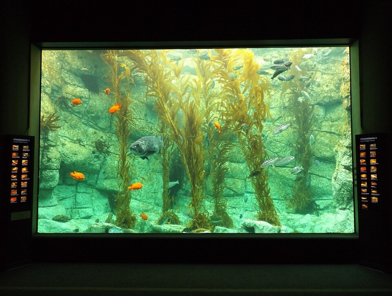 Kelp forest tank at Birch Aquarium at Scripps
