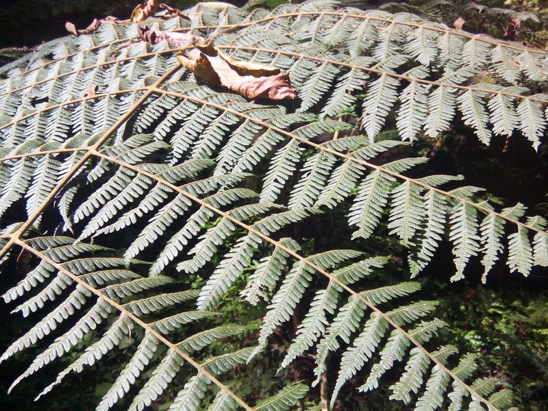 Jardines de Mandor, cloud forest gardens near Aguas Calientes