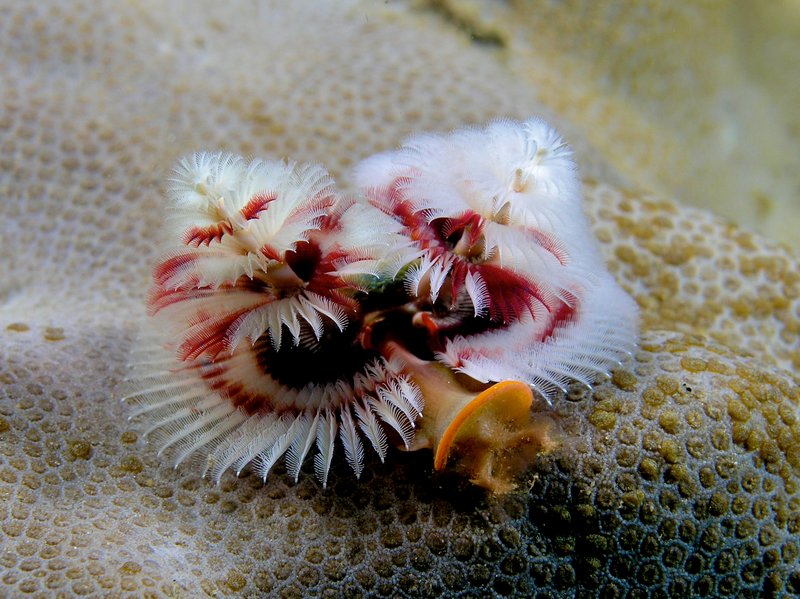 Red and white Christmas tree worms on coral reef