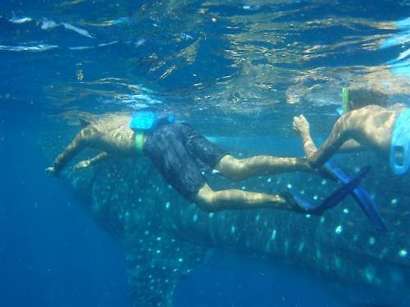 Snorkeling with whale shark in Hanifaru Bay, Baa Atoll, Maldives