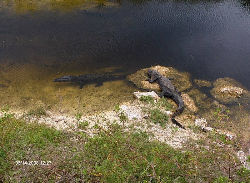 Alligators at the Oasis Visitor Center boardwalk, Big Cypress National Preserve