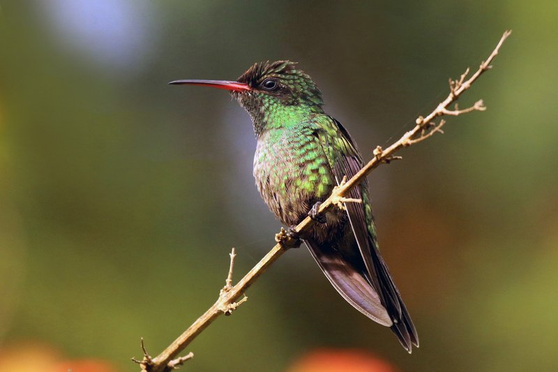Red-billed streamertail hummingbird