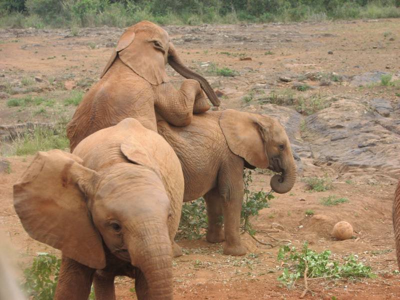 David Sheldrick Wildlife Trust