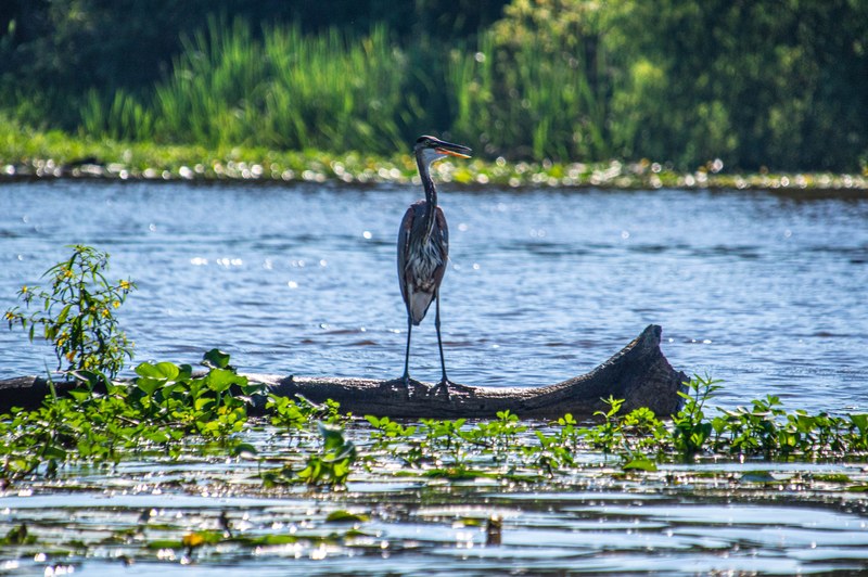 Honey Island Swamp