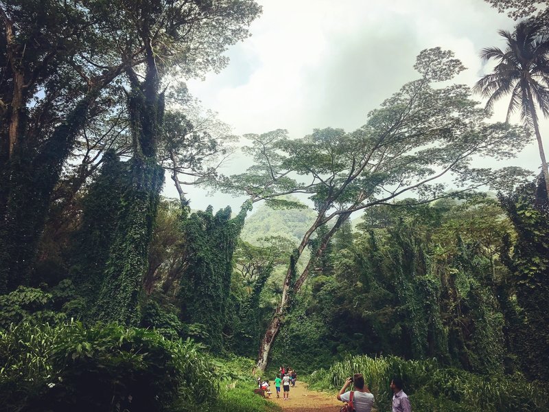 Manoa Falls · Mānoa Valley, Oahu