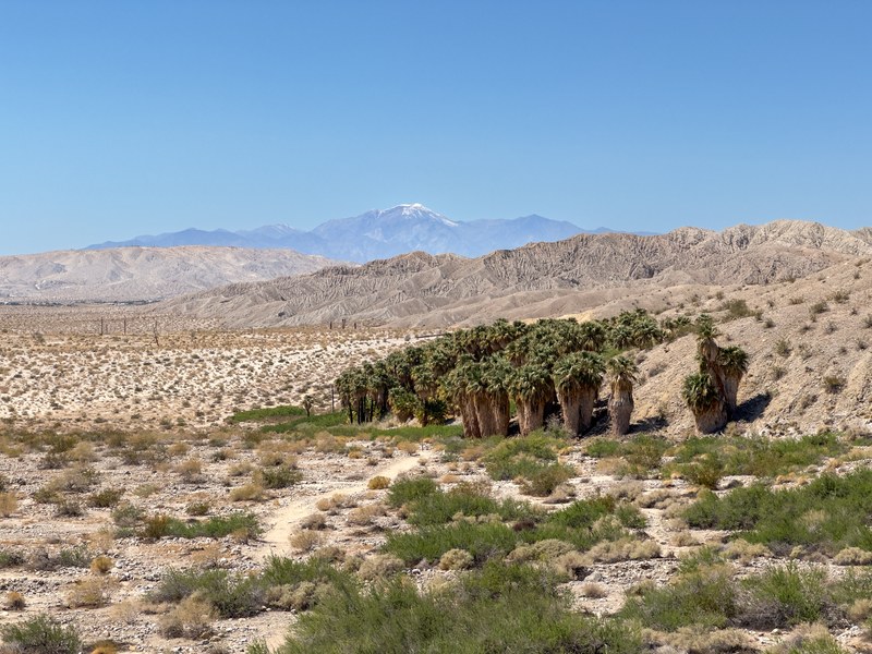 California fan palm oasis Indio Hills desert