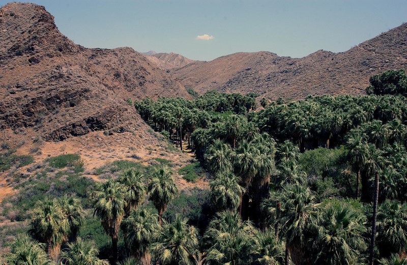 Palm Canyon Indian Canyons Palm Springs
