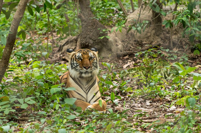 Tiger, Phnom Tamao Wildlife Rescue Center