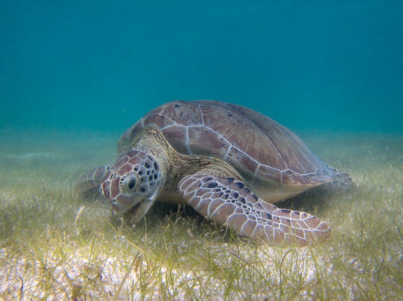 Green sea turtle, Akumal