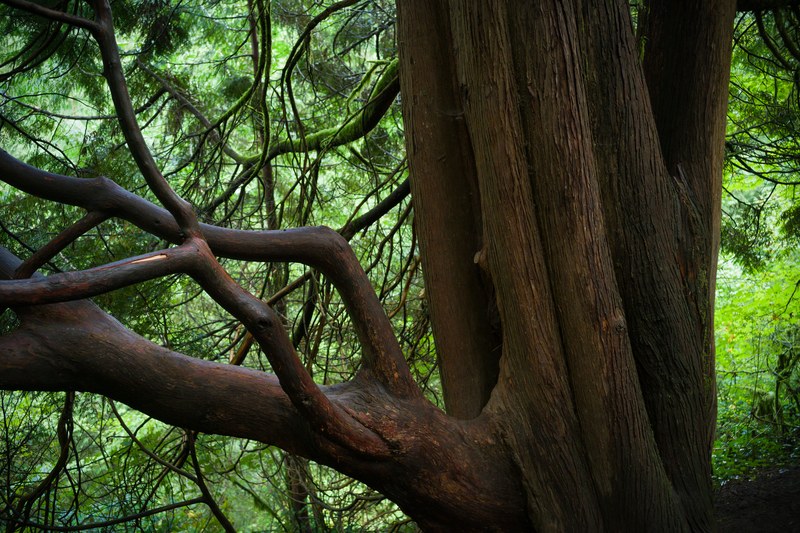 Hoyt Arboretum