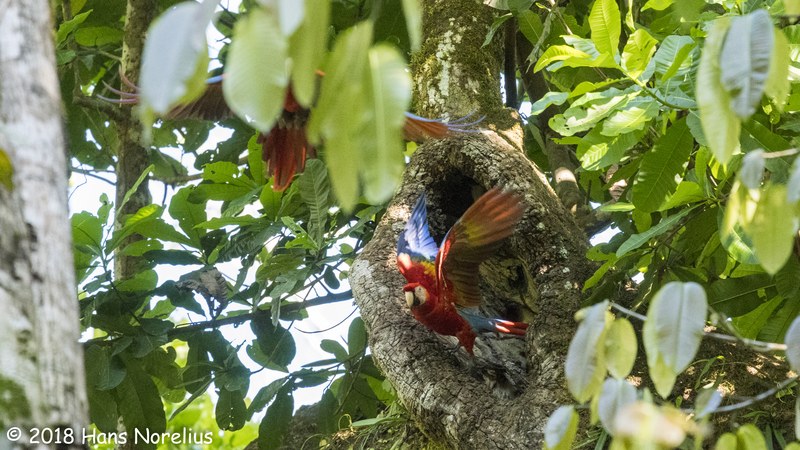 Scarlet macaw perched in Costa Rica rainforest