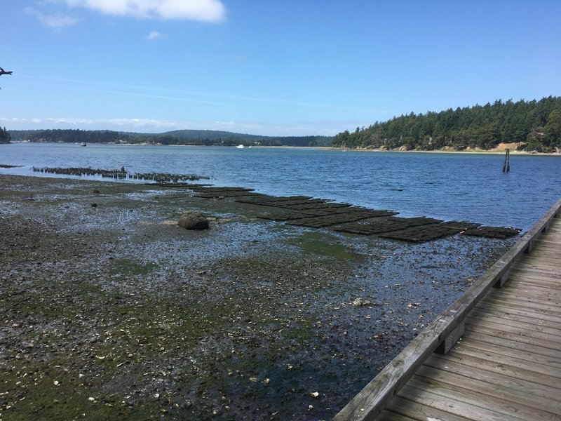Westcott Bay, San Juan Island