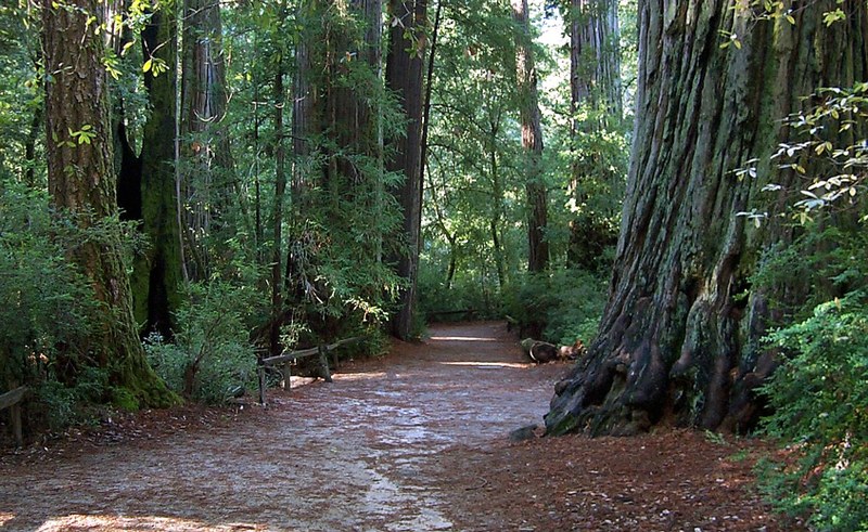 Old-growth coast redwoods at Big Basin Redwoods State Park