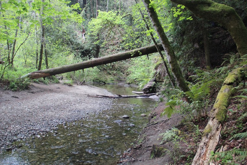 The Forest of Nisene Marks State Park