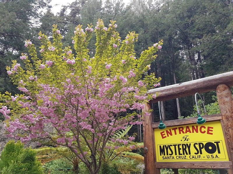 Gravity-defying illusion at the Mystery Spot