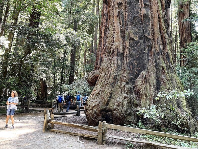 The Giant — ancient redwood at Henry Cowell Redwoods State Park