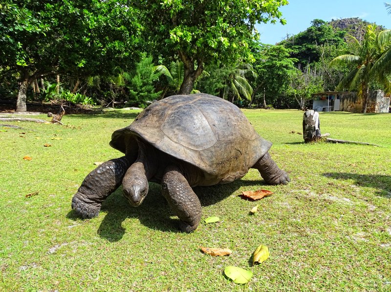 Aldabra giant tortoise Curieuse Island