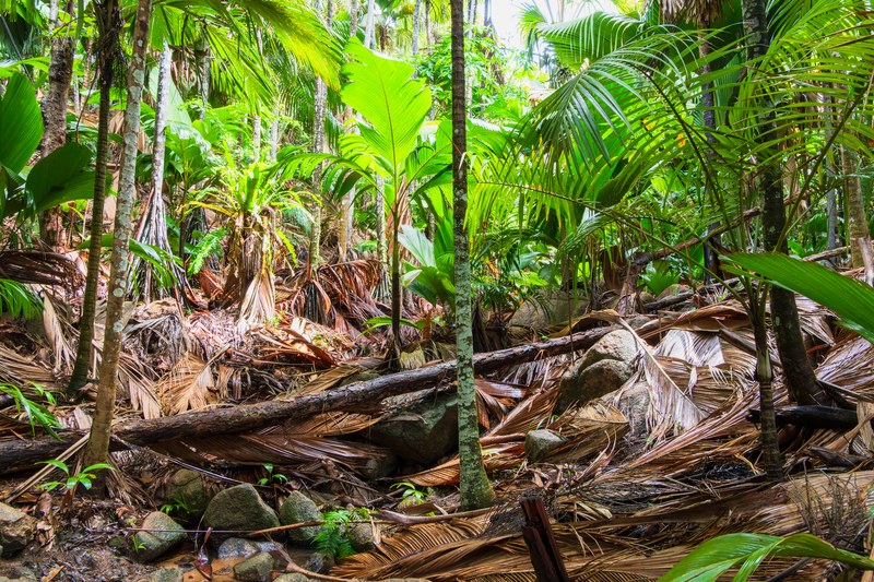 Vallée de Mai Praslin