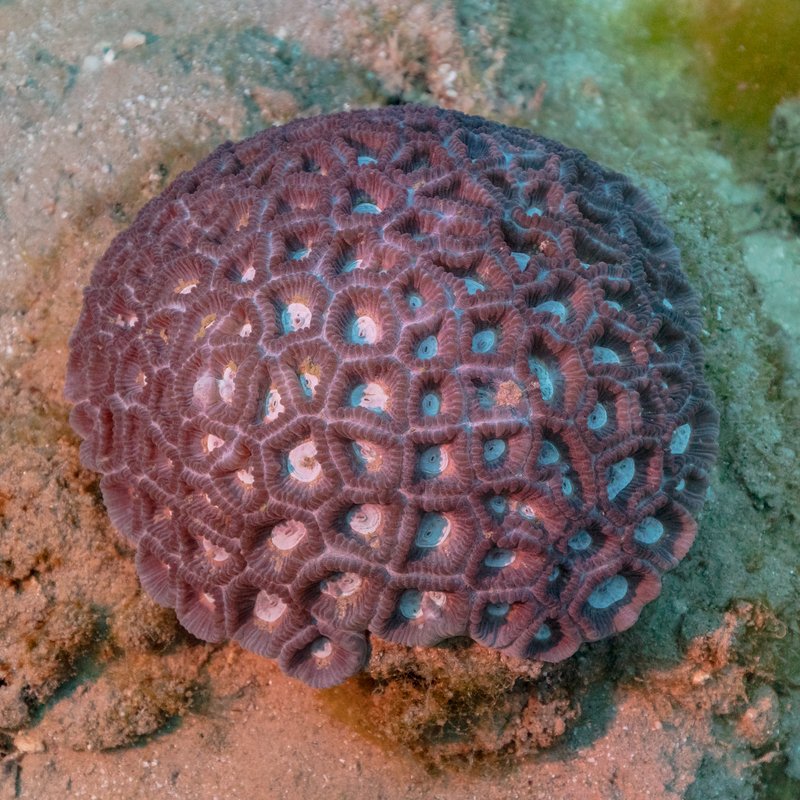 Jackson Reef