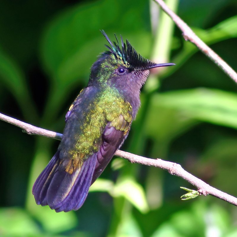 Antillean crested hummingbird, Little Bay