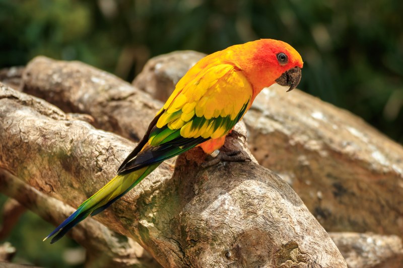 Loro Parque — wildlife park