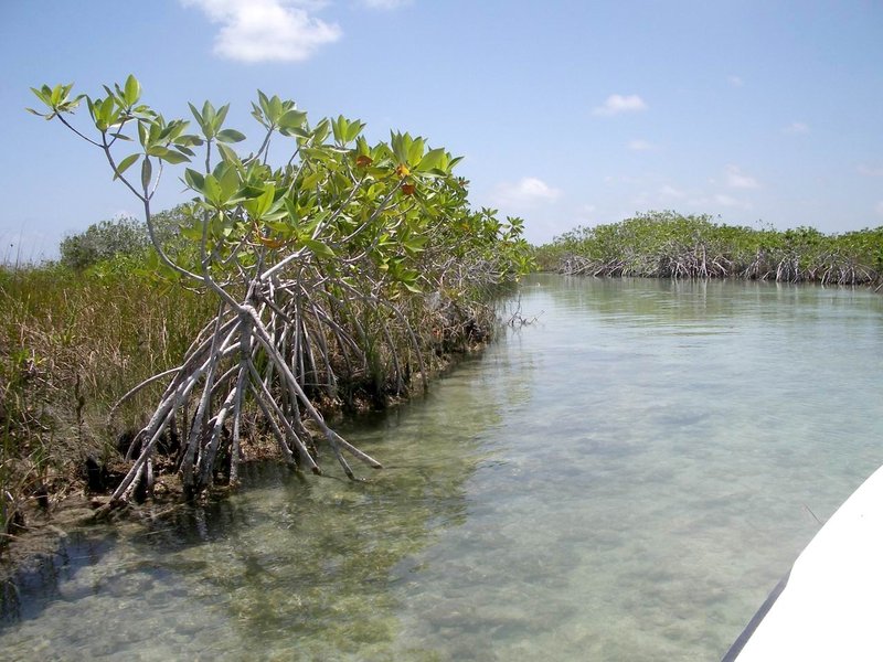 Sian Ka'an mangrove canal