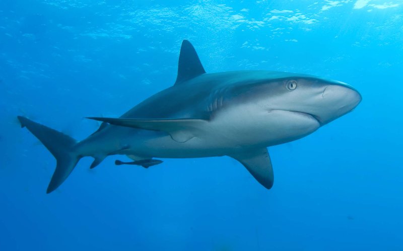 Caribbean reef shark, a common sighting on the French Cay wall dive