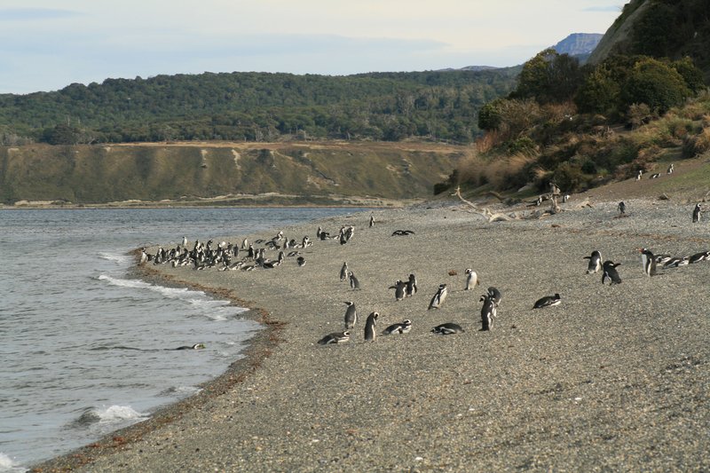 Magellanic penguins, Isla Martillo