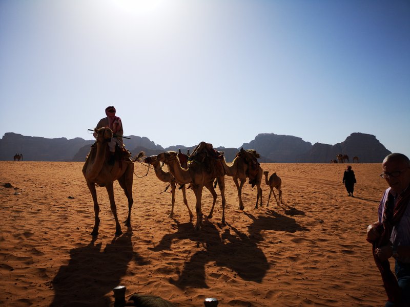 Camel trek, Wadi Rum