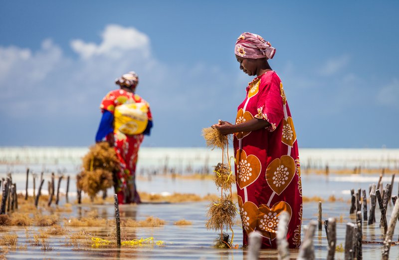 Seaweed farming, Jambiani