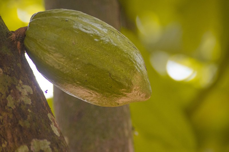 Spice farm cocoa, Zanzibar