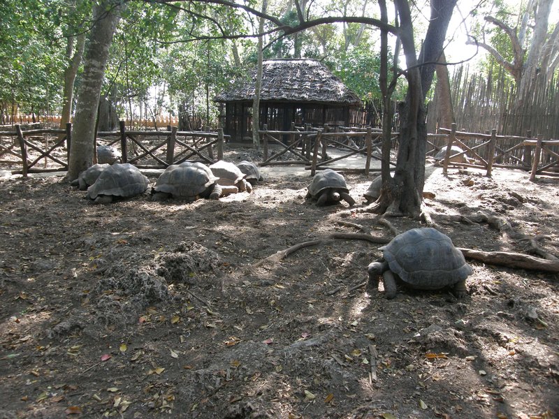 Aldabra giant tortoises on Prison Island